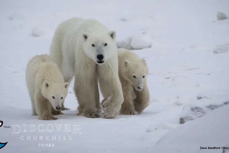 Un’orsa polare della baia di Hudson ha adottato un cucciolo. E’ un evento raro