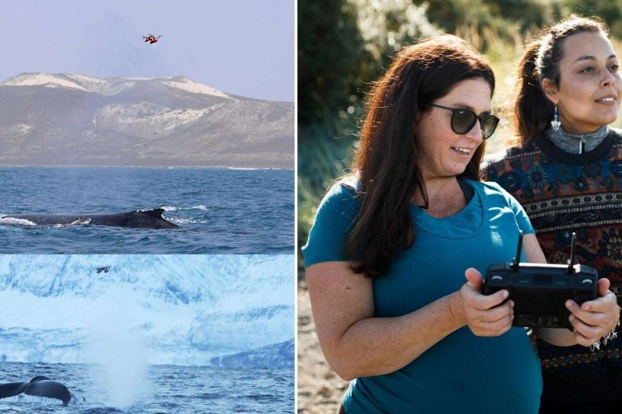 Nel soffio delle balene trovato il morbillivirus dei cetacei