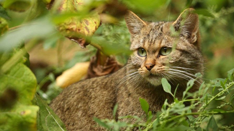 Il gatto selvatico torna in Toscana