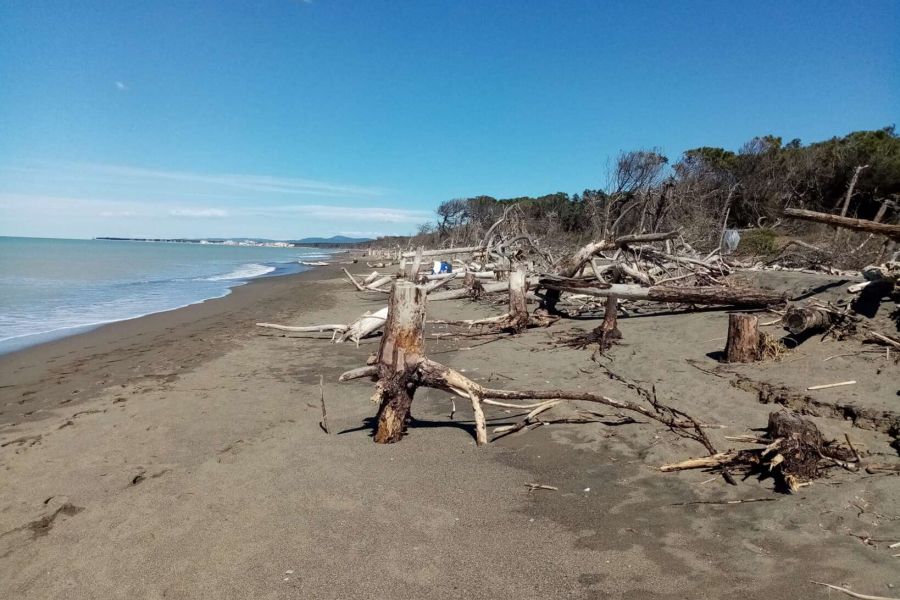 Taglio degli alberi, erosione e partecipazione: Legambiente risponde al Comune di Cecina
