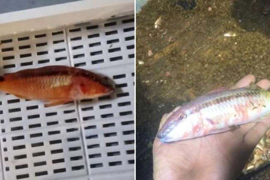 Specie aliene, la triglia del Mar Rosso oggi è di casa a Lampedusa