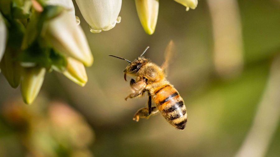 Le api diventano soggetti di diritto