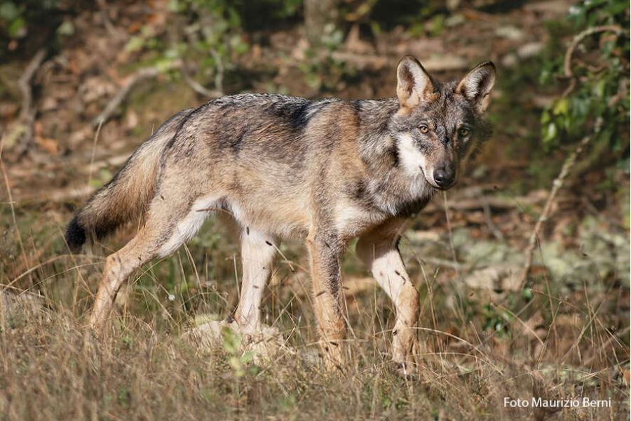 Come convivere col lupo in Valdinievole? Lo spiega Legambiente