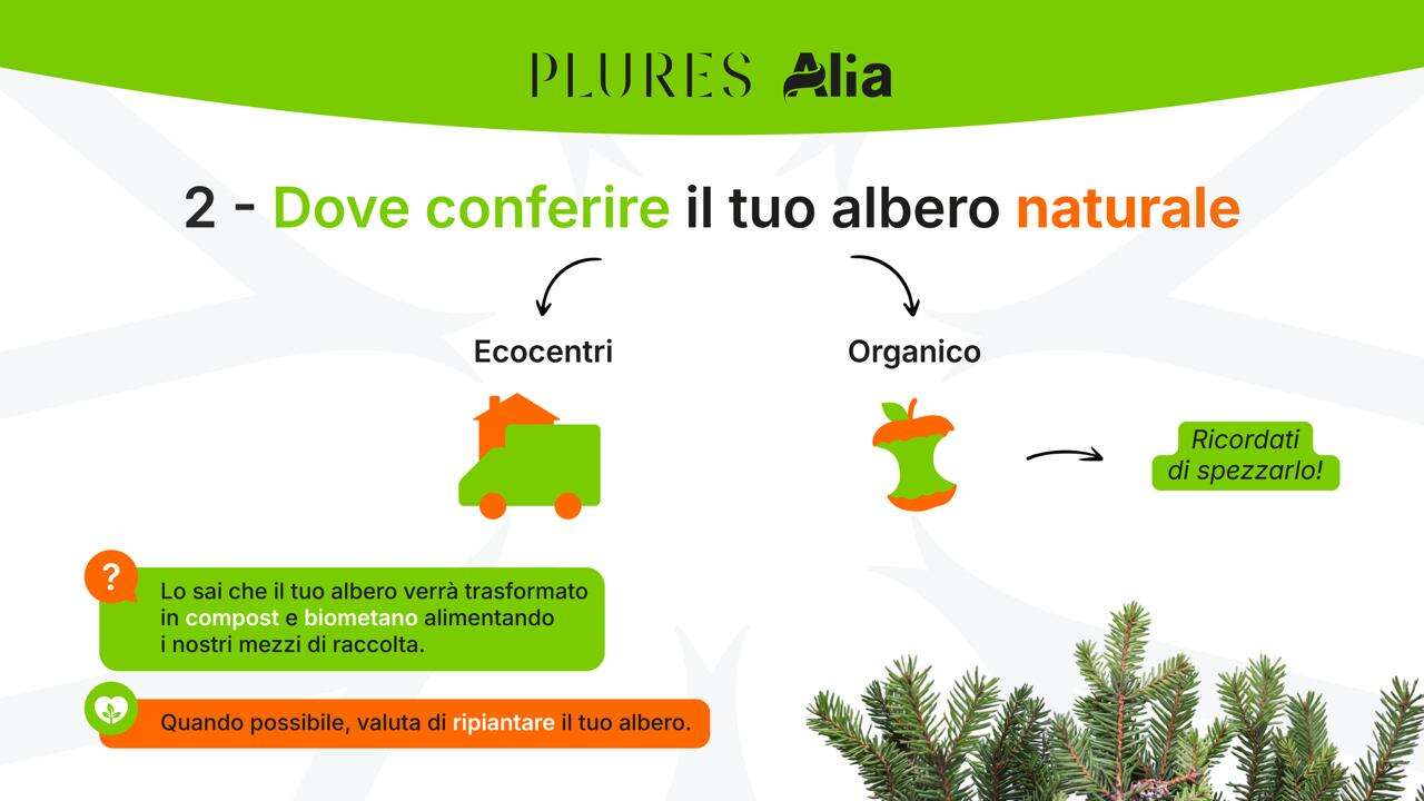 Con l’Epifania finiscono le feste, come smaltire correttamente gli alberi di Natale naturali e sintetici