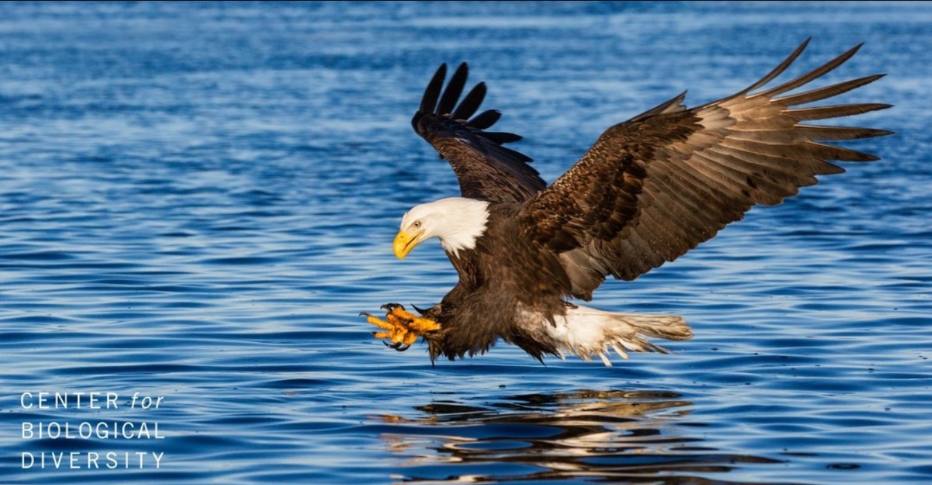 Biodiversità Usa in pericolo: Trump vuole abolire le protezioni dell'Endangered Species Act