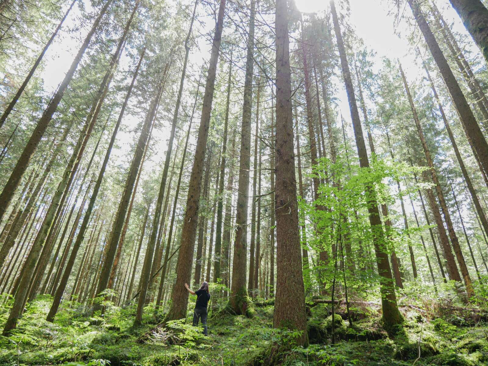 In Toscana il 98% delle foreste è privato