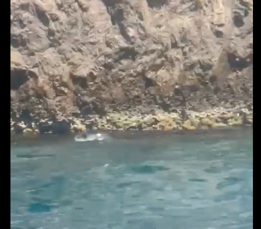 Avvistata a Capri una foca monaca: «Torna dopo quasi 100 anni di assenza»