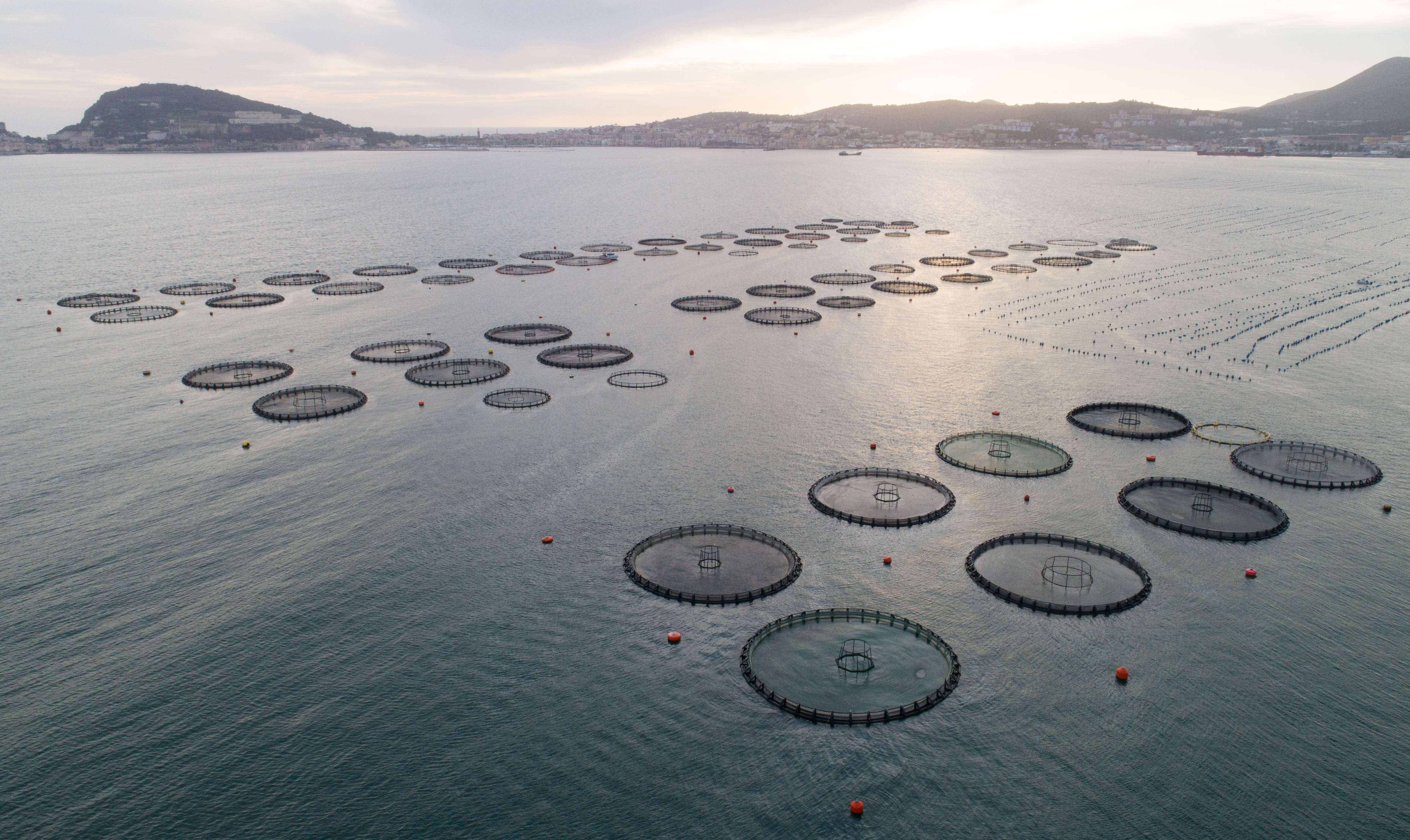 Battipaglia blocca l’allevamento di tonno rosso dopo la denuncia di Greenpeace