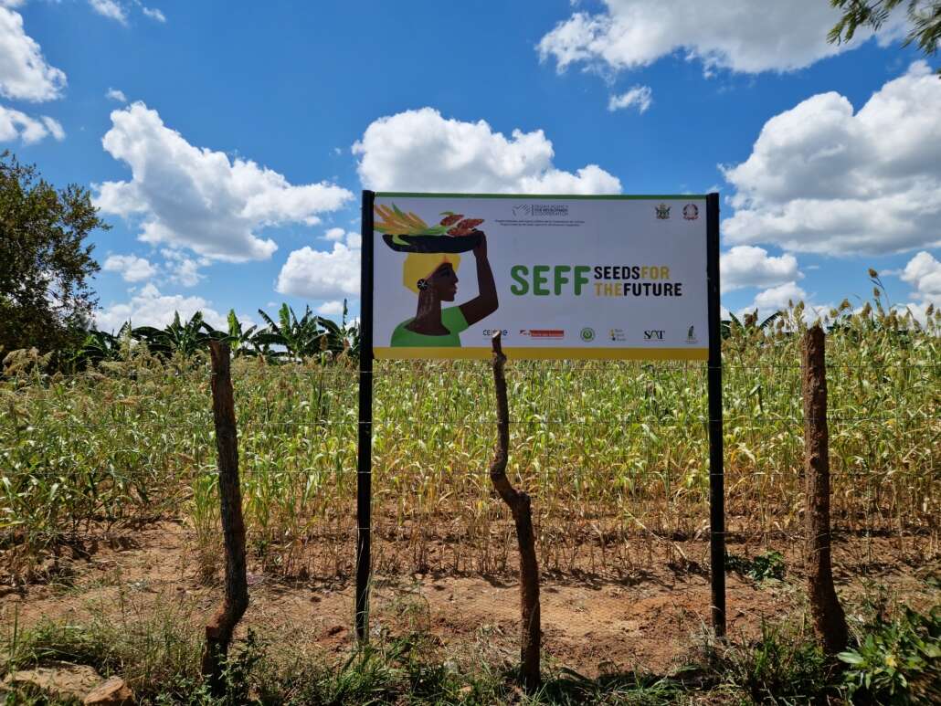 Dallo Zimbabwe a Lima: il ruolo cruciale dei sistemi sementieri contadini e delle banche dei semi comunitarie