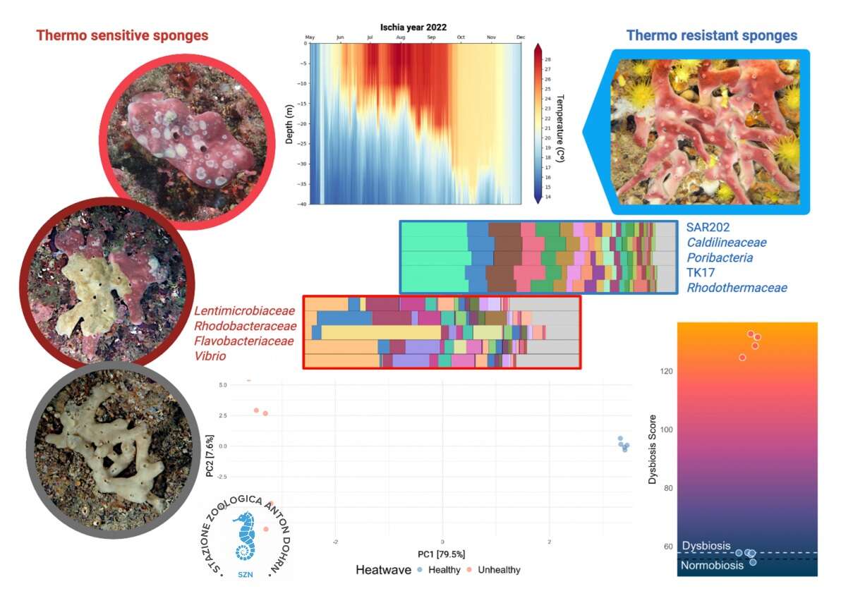 A Ischia le ondate di caldo marine colpiscono anche organismi resistenti come le spugne