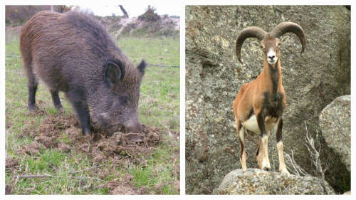 Elba, la Comunità del Parco chiede un commissario per l’eradicazione di cinghiali e mufloni