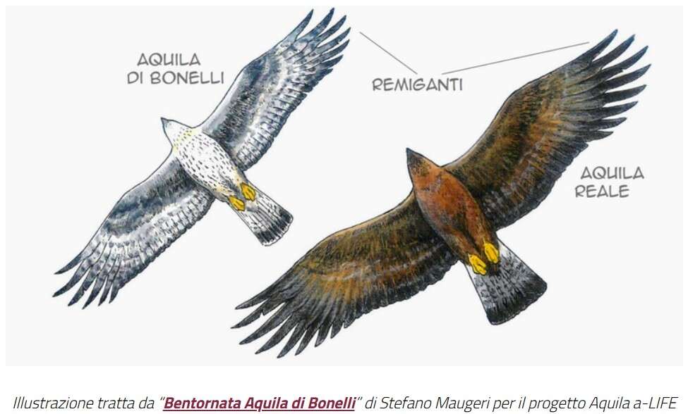 Per la prima volta in Sicilia un pullo di aquila reale è stato “marcato” per scopi scientifici