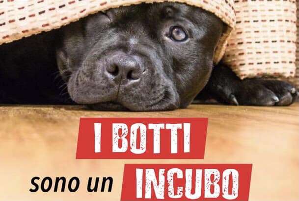 Botti di Capodanno, una strage silenziosa per animali domestici e fauna selvatica