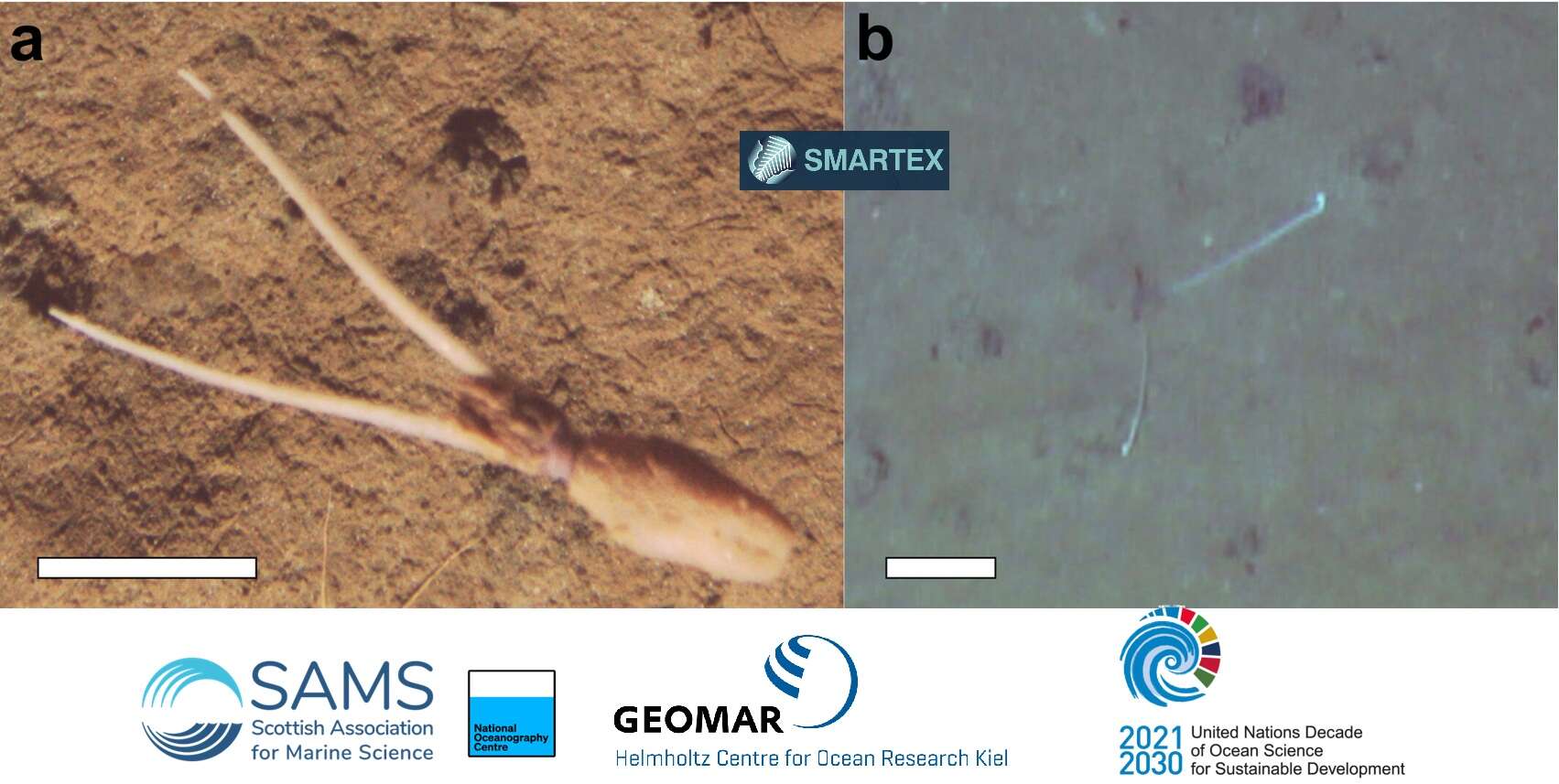 Il calamaro che si seppellisce nel fango per imitare una spugna di profondità