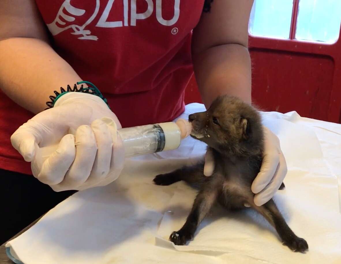 Primavera in natura: più cuccioli, più soccorsi. Ma attenzione a non sbagliare