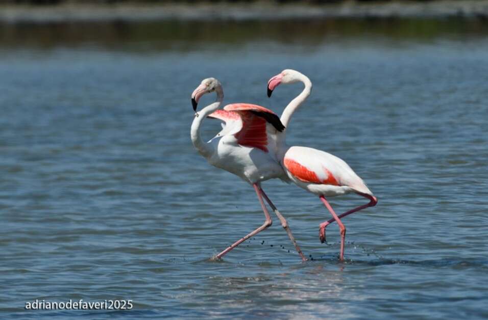 Venezia, città dei fenicotteri: ricercatori da tutto il mondo si danno appuntamento in laguna