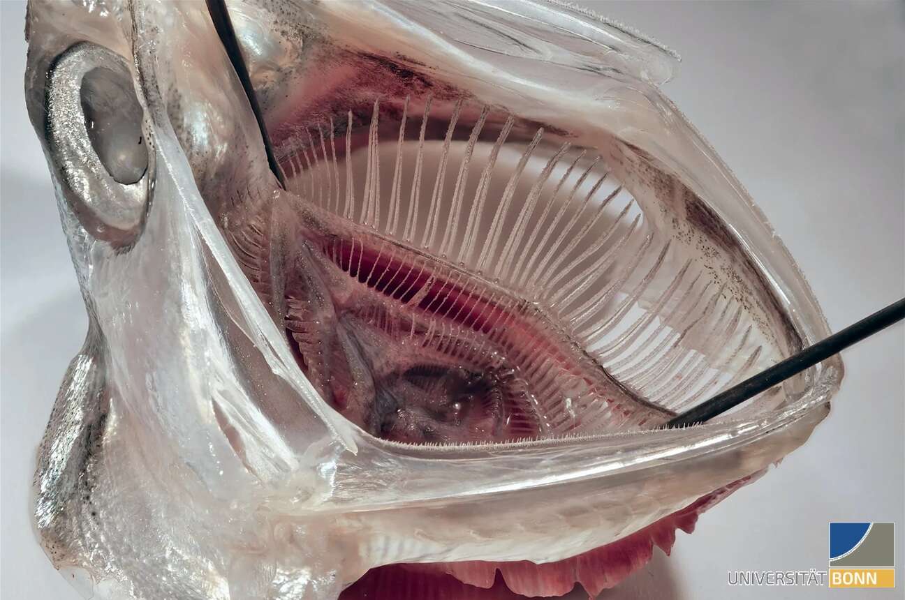 Un filtro per microplastiche ispirato alle branchie dei pesci