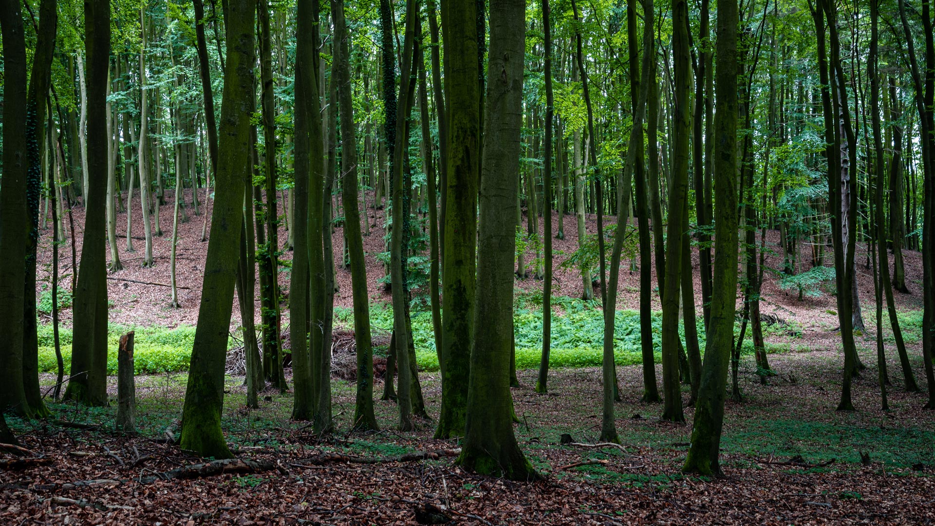 Il tasso annuo di perdita netta di foreste è sceso a 4,12 milioni di ettari da 10,7 milioni degli anni ‘90