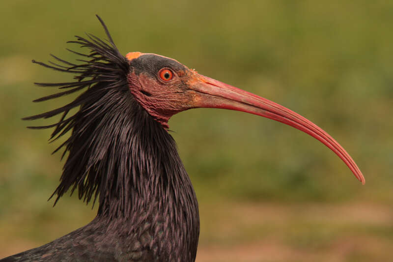 Bracconaggio in Italia: urge un nuovo quadro normativo per contrastare i crimini ambientali