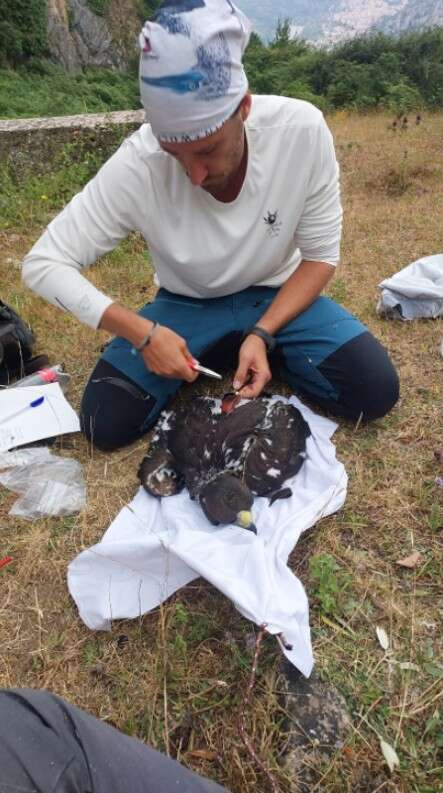 marcatura pullo ispra