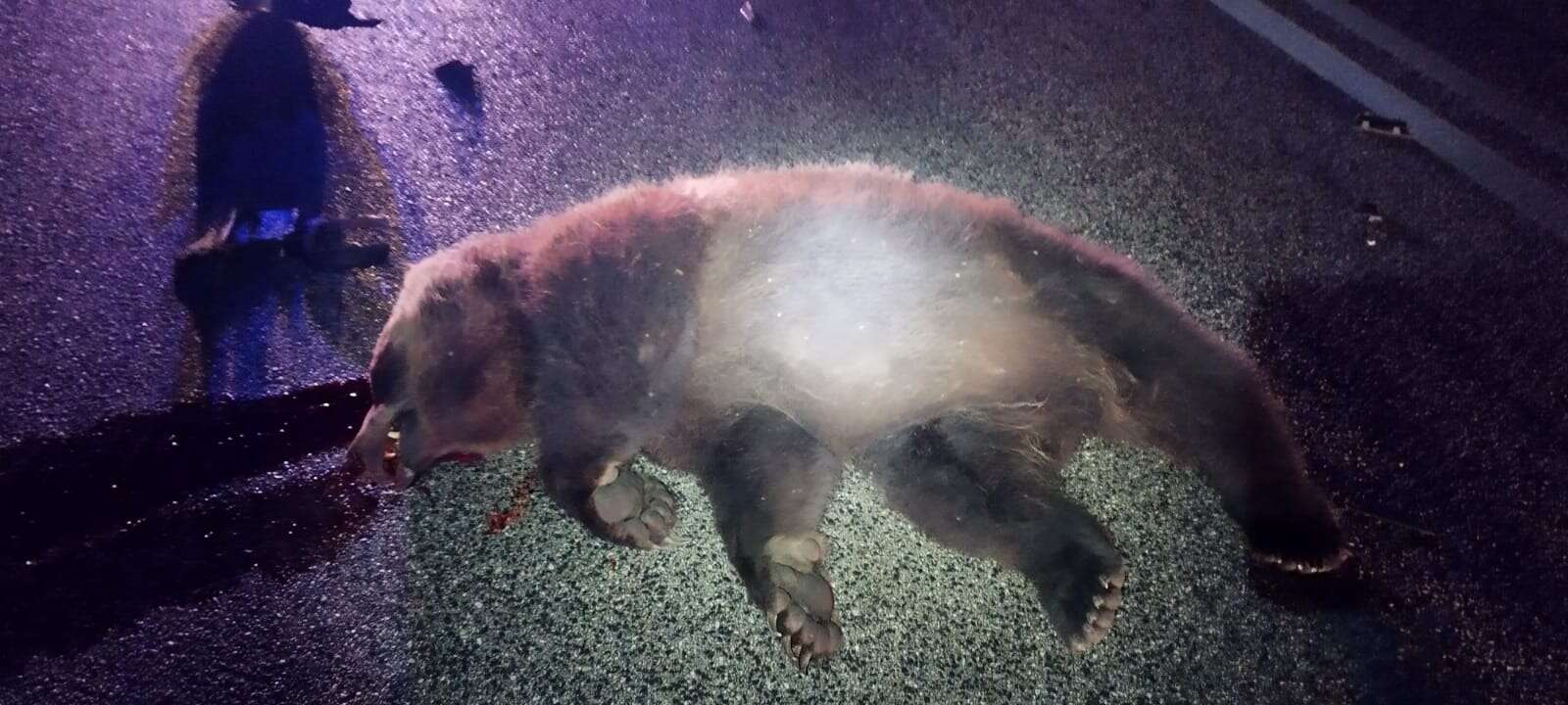 Abruzzo, ancora un orso marsicano investito sulla statale