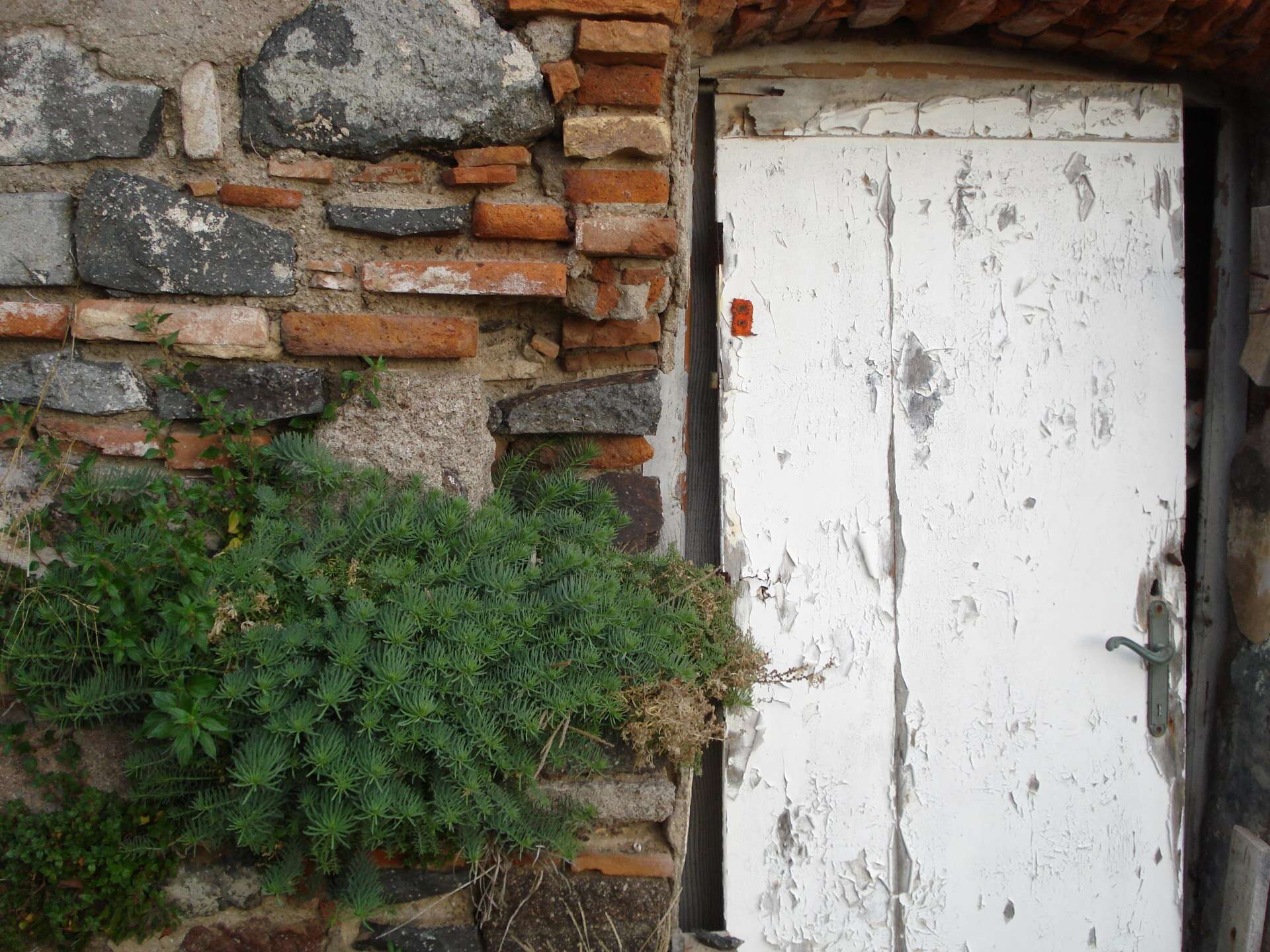 In Toscana 62 specie di piante a forte rischio estinzione, 41 vivono solo qui