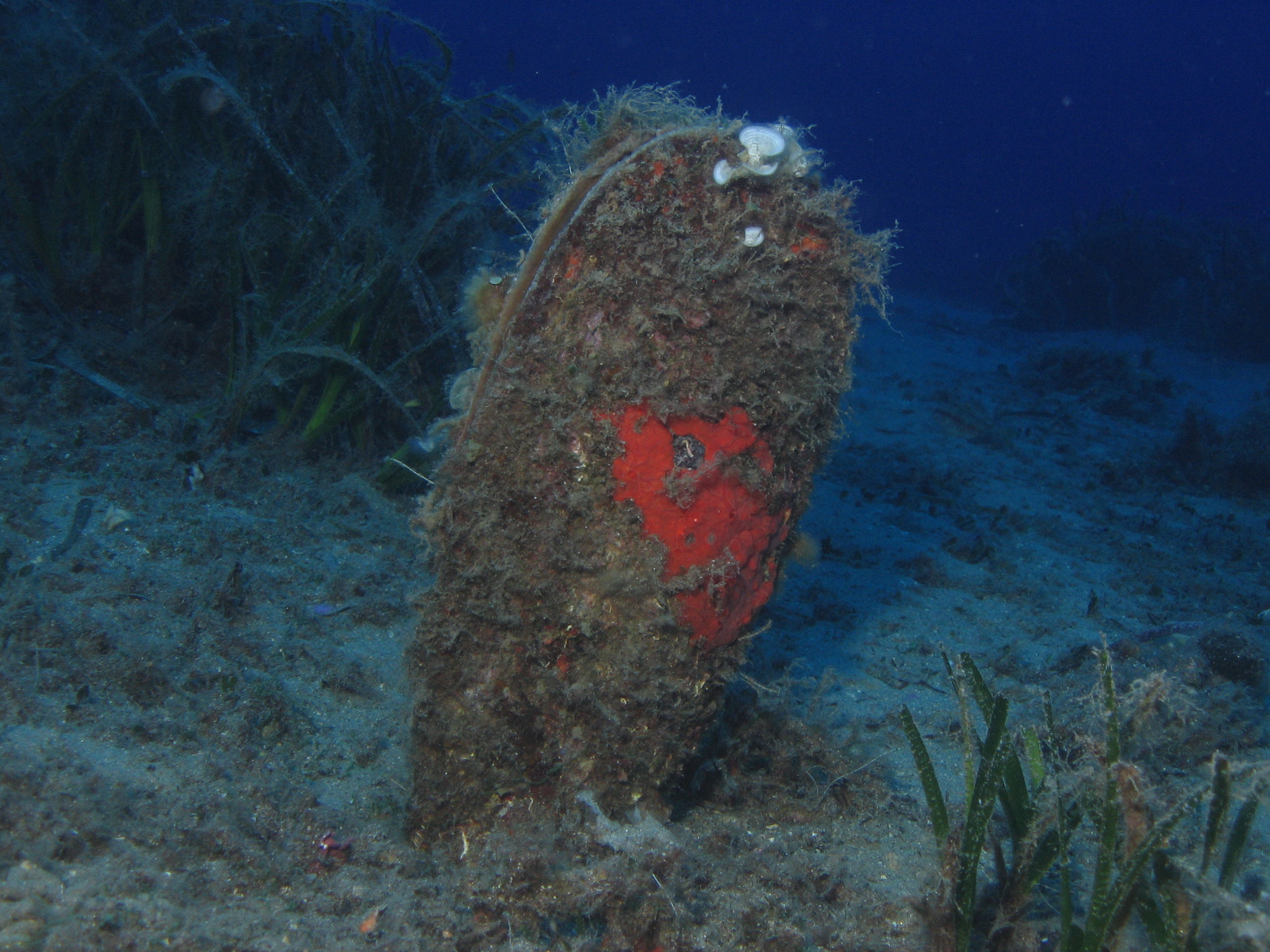 Il Parco nazionale Arcipelago toscano in campo per la salvaguardia della nacchera di mare