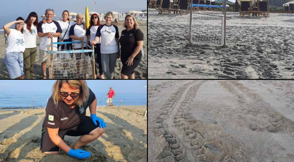 Le tartarughe marine sono già tornate a deporre in Toscana: scoperto il primo nido del 2025