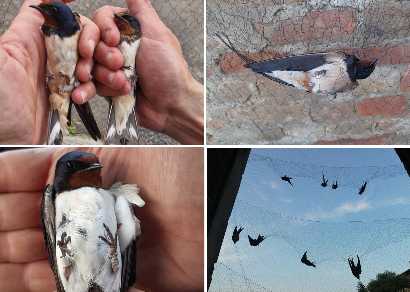 Il cambiamento climatico ha rimpicciolito le rondini della Pianura Padana