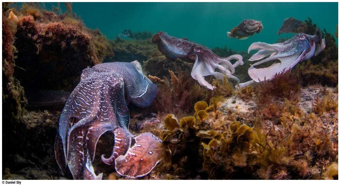 Oltre la metà delle specie marine rischia l'estinzione entro il 2100