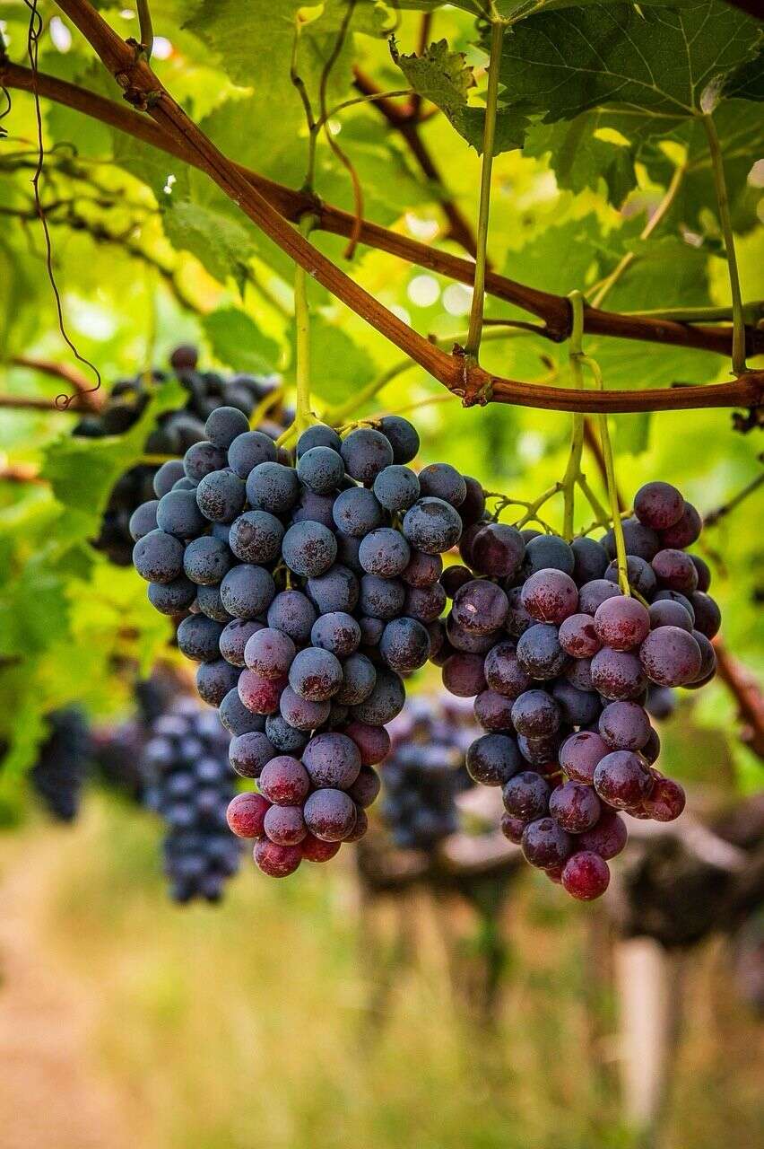 Meno rame in agricoltura con un progetto europeo