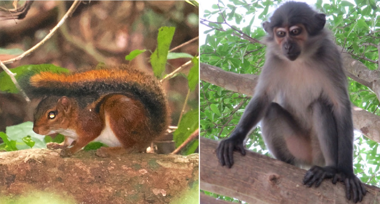 La fonte del vaiolo delle scimmie è uno scoiattolo?