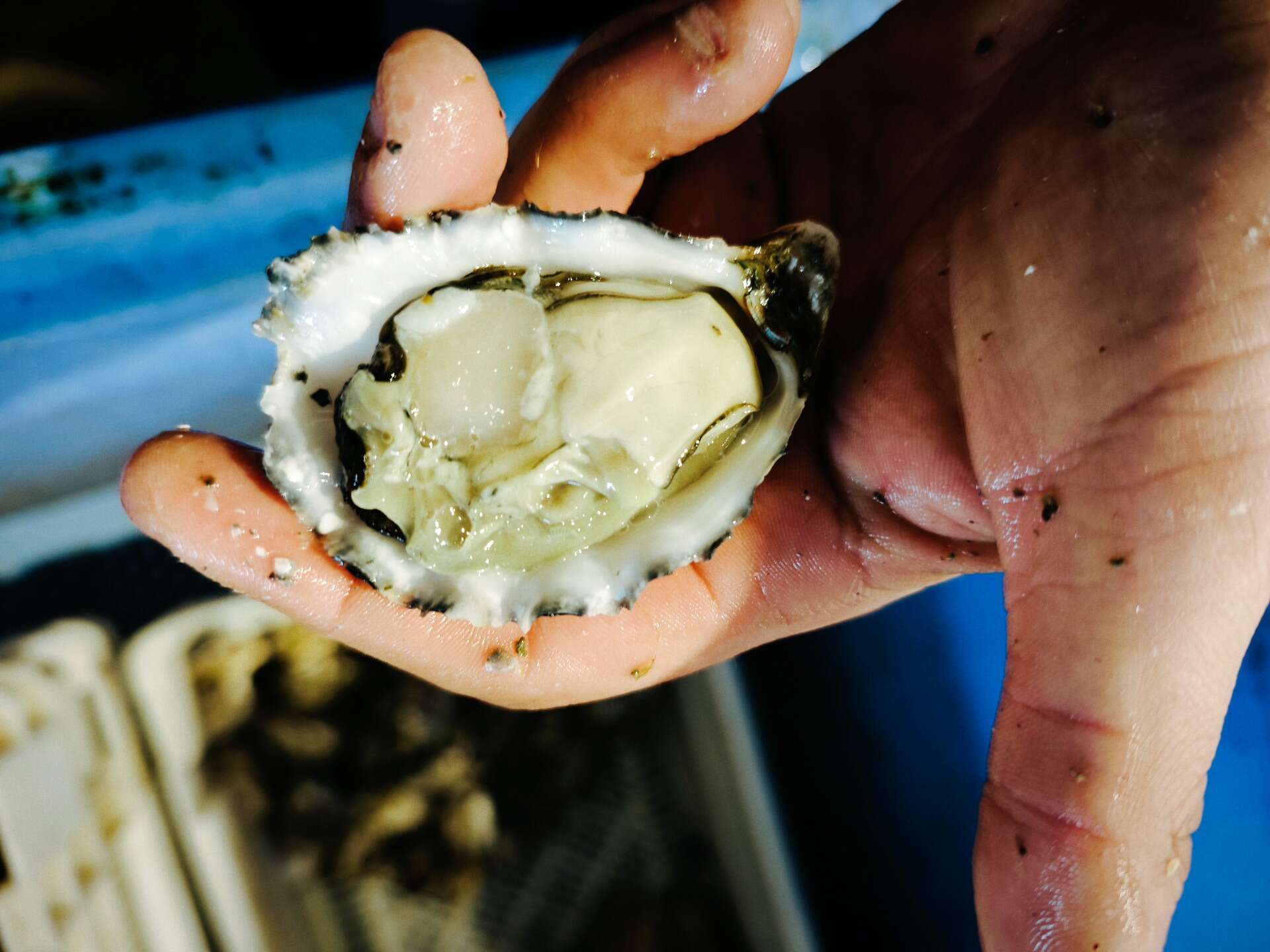 Come imparare a coltivare il mare anziché predarlo, un’ostrica alla volta