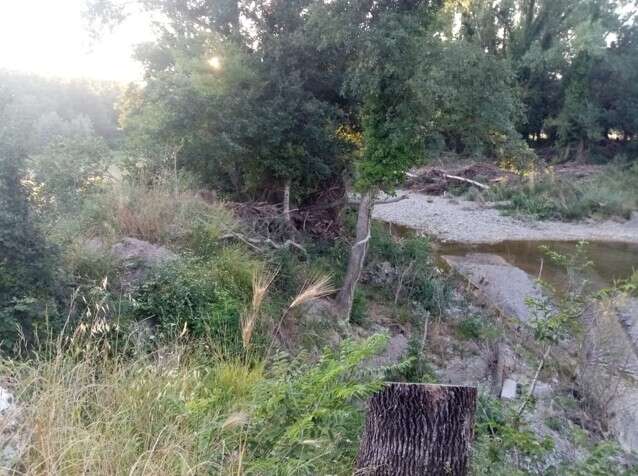 Dopo l’alluvione a Cecina, nel torrente Sterza sono ancora presenti tronchi interi