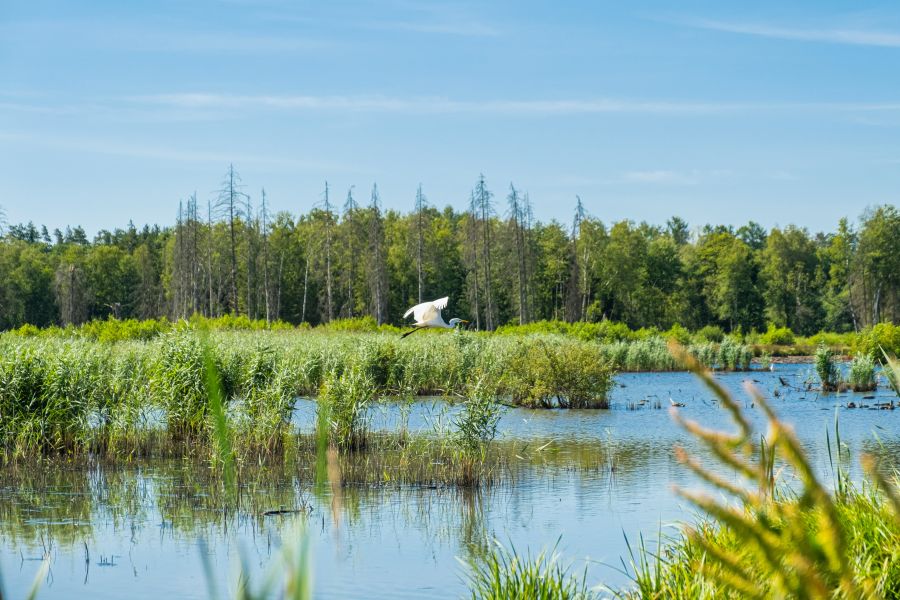 L’eco-coscienza che serve per salvare la biodiversità, e noi con essa