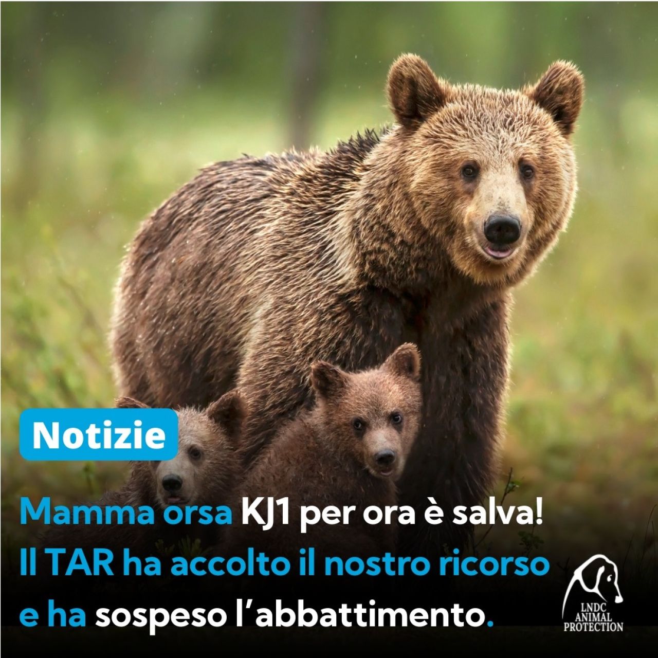L'orsa KJ1 per ora è salva: sospesa l'ordinanza di abbattimento