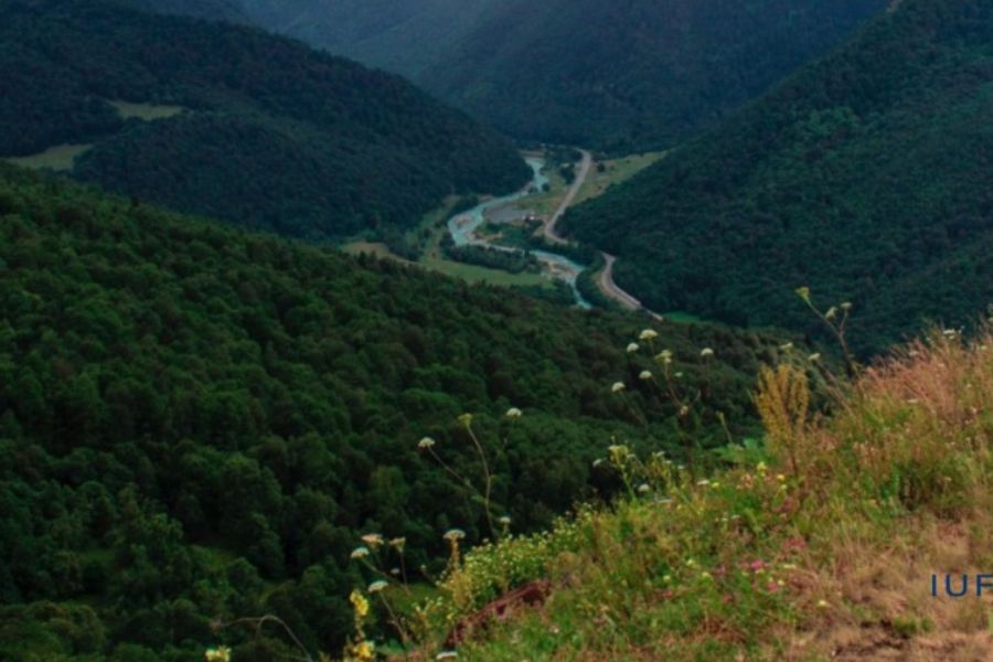 Ridurre le foreste a serbatoi di carbonio è un rischio