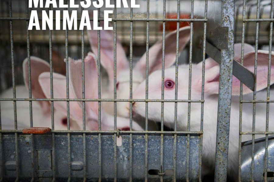 Allevamenti: le associazioni chiedono un’etichetta “cage-free”. Ma il governo boccia l’emendamento