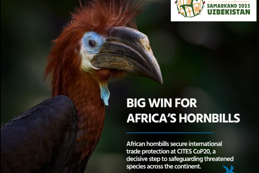 La CITES proteggerà maggiormente buceri africani e frosoni