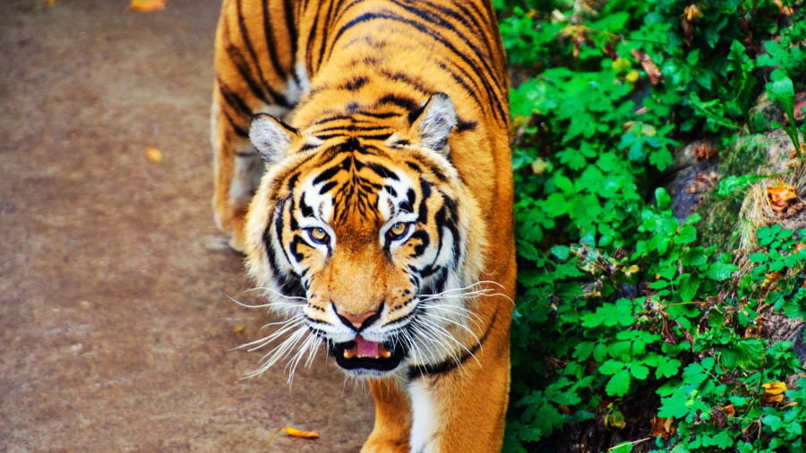 Vedove che salvano le tigri