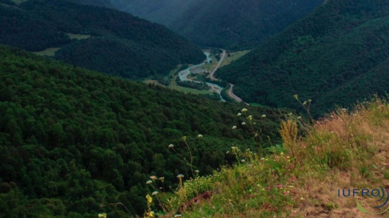 Ridurre le foreste a serbatoi di carbonio è un rischio