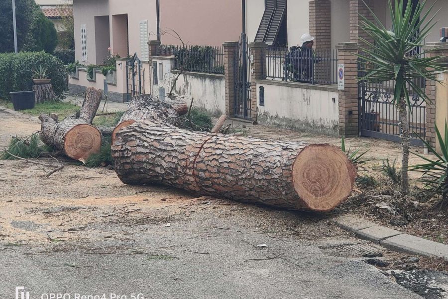 Legambiente contro i tagli indiscriminati di pini a Cecina