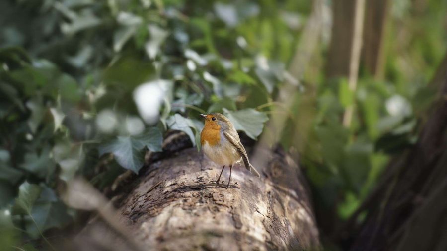 Sei nuove riserve UNESCO in Europa