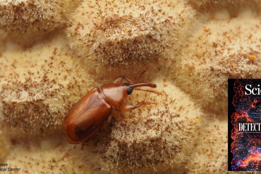 Le antiche piante che diventano più calde per attrarre gli impollinatori