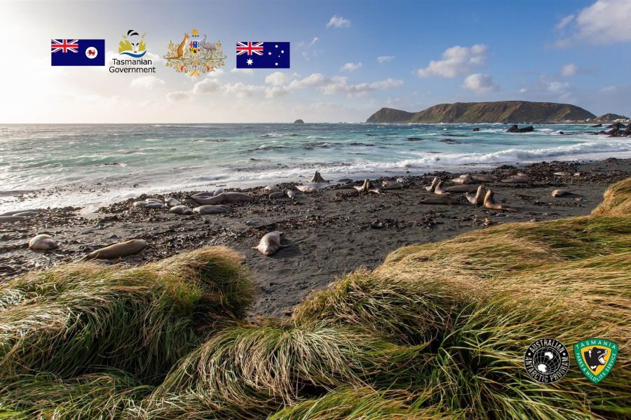 L'Australia festeggia 10 anni di eradicazione delle specie invasive a Macquarie Island