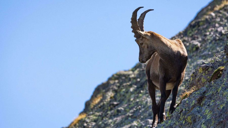 Gran Paradiso: proteggere la natura tra sfide e successi