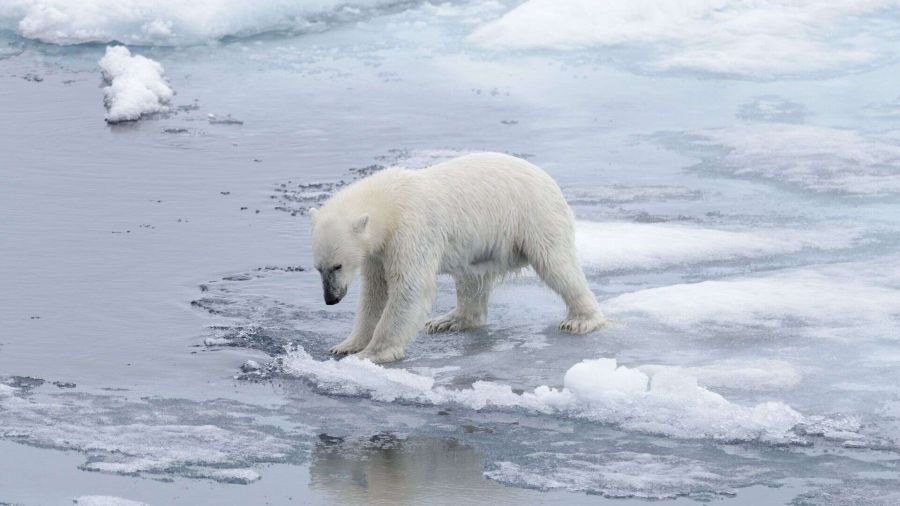 Gli orsi polari si adattano