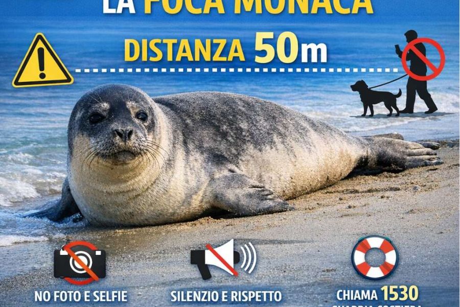 La foca monaca è stata avvistata nel Conero, dove era scomparsa da secoli