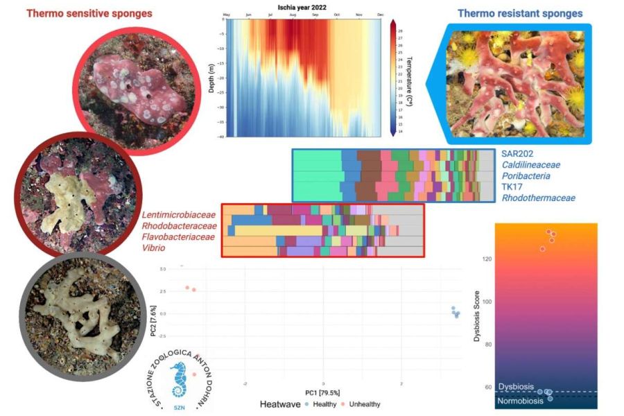 A Ischia le ondate di caldo marine colpiscono anche organismi resistenti come le spugne