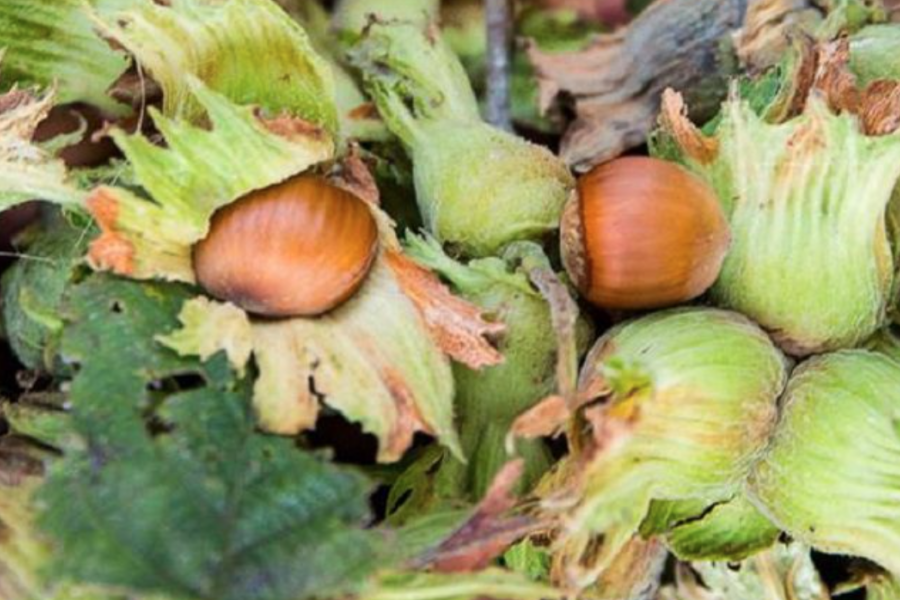 Le nocciole contengono sostanze con potenziale antitumorale. Lo rivela uno studio Enea